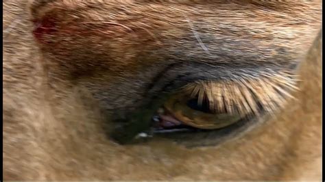 Horse Eye Injury Treatment Always Doing Routine Checks On Your Horses