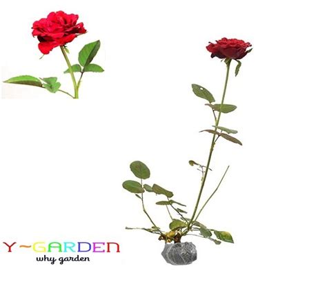Jual Mawar Merah Tanpa Duri Tanaman Hidup Bunga Hias Thornless