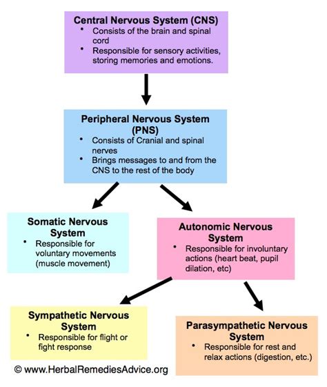 The Importance Of The Nervous System Cns Homeostasis