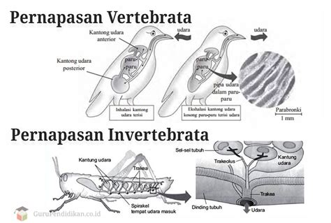 Pernapasan Vertebrata Dan Invertebrata Perbedaan And Contoh