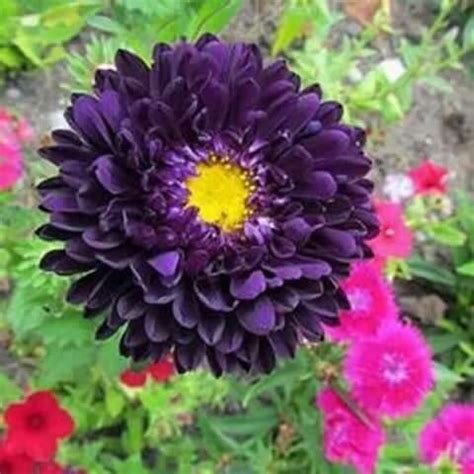 Why are the little purple flowers growing in my yard? Purple Flower with yellow center | Aster flower, Purple ...
