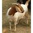 Australian Boer Goat – Cluny Livestock Exports Pty Ltd