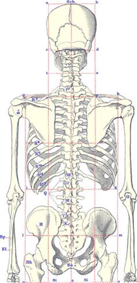 We did not find results for: The Human Skeleton Laminated Anatomy Chart | Human ...