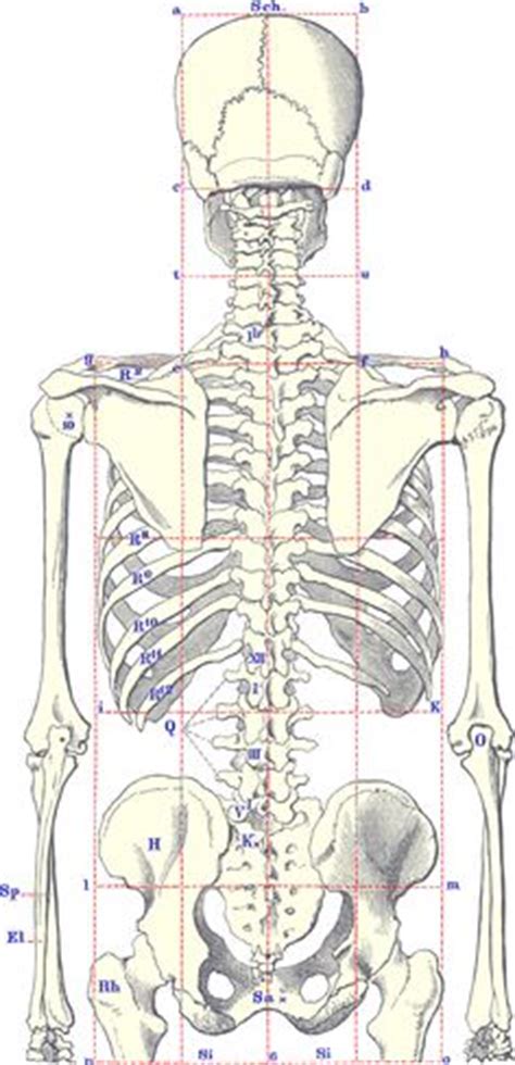 Bones in human body provide basic structural shape and support. The Human Skeleton Laminated Anatomy Chart | Human ...