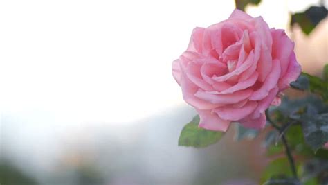 Pink Petaled Heart On Soft Rose Colored Background Pal