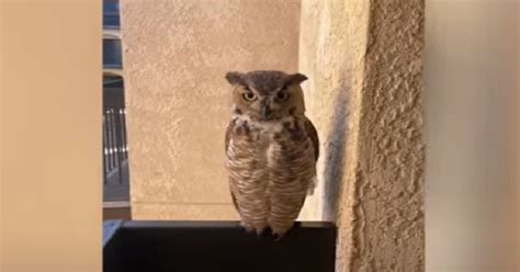 Wild Owl Visits 98 Year Old Grandma Almost Daily Flipboard