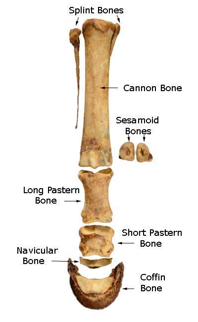 The distal limb bones are the foundation of equine lower leg. There are