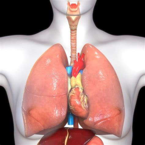 Anatomia Dei Polmoni Dell Apparato Respiratorio Degli Organi Del Corpo Umano Illustrazione Di