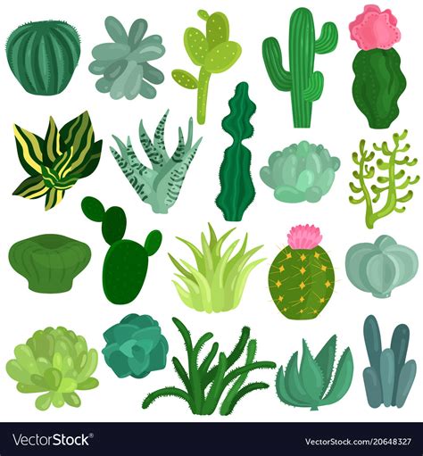 Cacti Succulents Plants Flat Set Royalty Free Vector Image