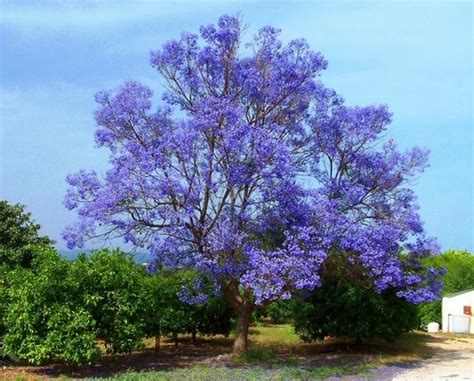Shop for purple and violet shaded flowers online with flexible delivery options. Jacaranda Trees delicate fern like leaves purple flowers ...