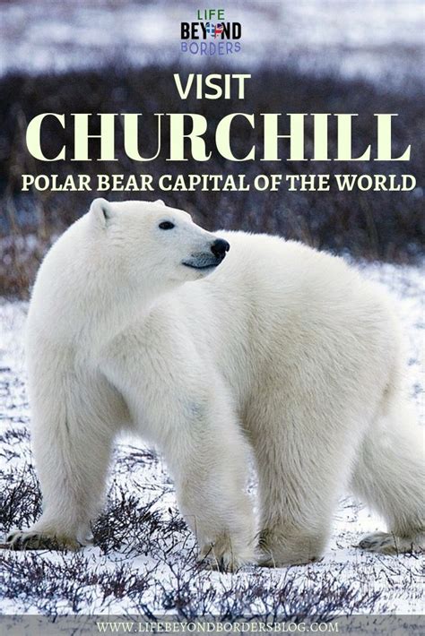 Churchill Polar Bears Polar Bear Churchill Polar Bears Canada Travel