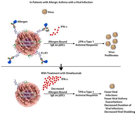 New Insights Into The Utility Of Omalizumab Journal Of Allergy And