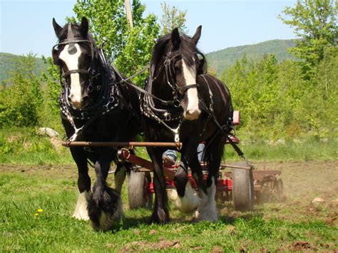 Choosing A Draft Horse Means Matching The Horse To The Job Hello