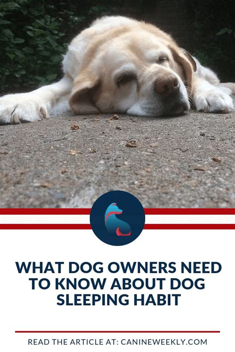 You may be wondering just how many hours a day do puppies sleep? How Long Do Dog Sleep? (A lot!) (With images) | Sleeping ...