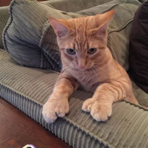 Selain itu, keduanya pun sudah jalani pemotretan untuk sinetron barunya tersebut bersama para pemain lainnya. Foto Kucing Jempol