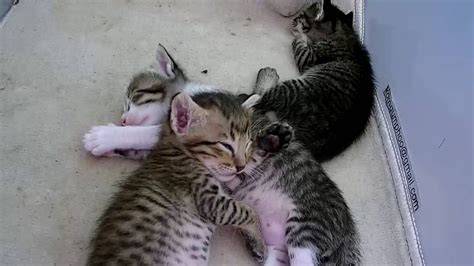 It's difficult to resist these funny, lively little bundles of fur and energy. Kitten Twitching In Sleep: Seizures or Dreaming? - YouTube