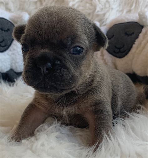 Our babies are affectionate, socialized and well behaved. Blue Male French Bulldog: Pace-SOLD - The French Bulldog