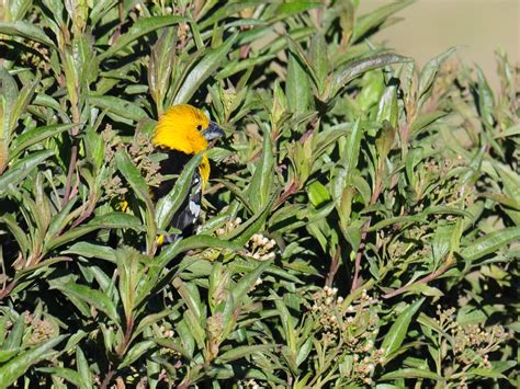 Southern Yellow Grosbeak Pheucticus Chrysogaster Flickr