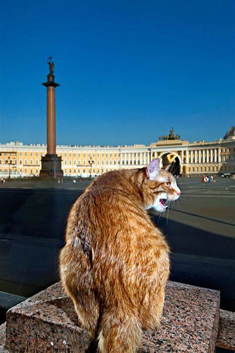 Not content with simply showing pictures, this series offers the lowdown on each of them. hermitage cat Gauguin, in Palace Square, across from the ...