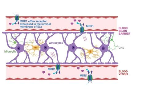 Blood Brain Barrier Permeation In Vitro Evaluation Readycell