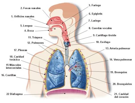 El Sistema Respiratorio Resumen Taringa