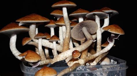 Scientist Compiles The Best Playlist For Tripping On Magic Mushrooms