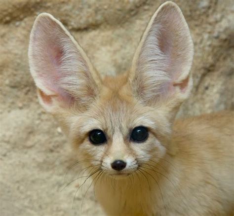 Meet Charlie The Fennec Fox Fennec Fox Fox Cute Animals