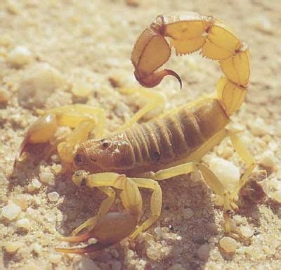 The enormous desert spans 11 countries: Scorpion du Sahara - les animaux sauvage | Scorpion, Scorpio, Animals