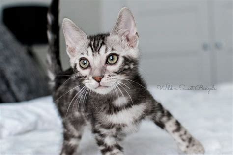 Check our listings for kittens for sale here and click on the links to our breeders below to go to their profile page. Bengal Kittens & Cats for Sale Near Me