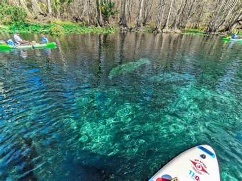 Manatees At Silver Springs State Park Ocala National Forest Florida