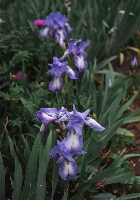 Beautiful Light Blue Irises Bloom In A Flower Bed Stock Image Image