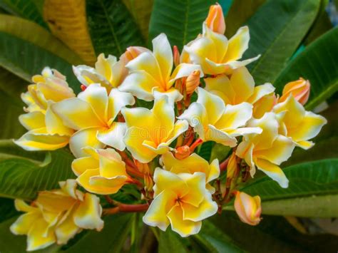 Frangipani Flower Stock Photo Image Of Organic Detail 31898362