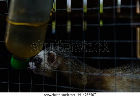 Ferrets Zoo Cage Drink Water Bottle Stock Photo 1414962467 Shutterstock