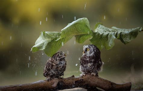Wallpaper Birds Sheet Umbrella Rain Snag Owls A Couple Images For
