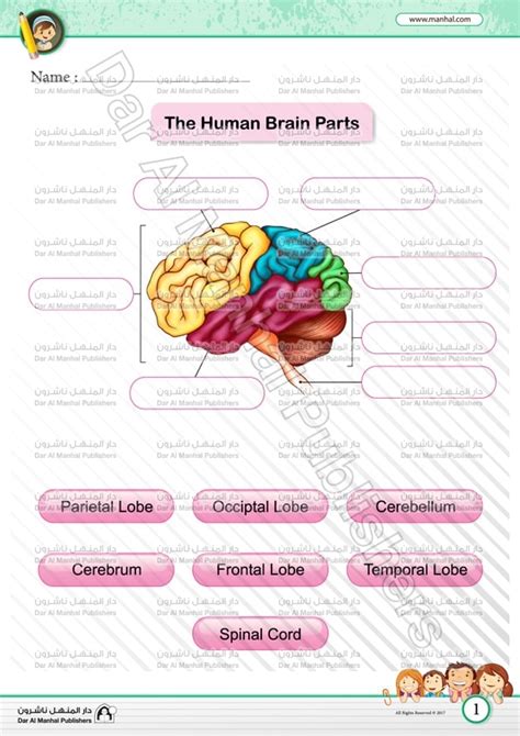 Parts Of The Brain For Kids Worksheet
