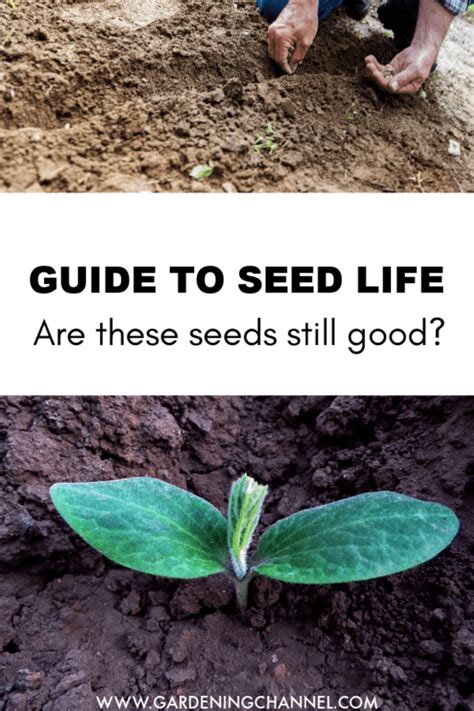 How will you be preserving your glut of zucchini this summer? Seed Life Chart: Are Your Seeds Still Good? in 2020 ...