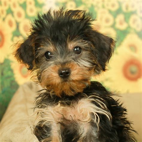 You can even set up notifications on your phone when the camera. Dorkie Puppies For Sale | Available in Tucson & Phoenix AZ