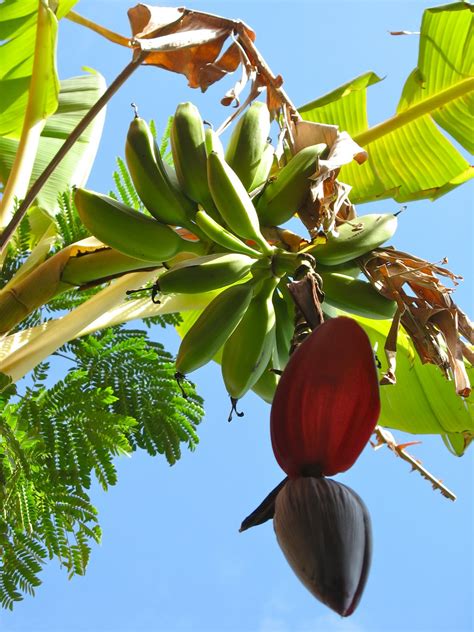 WISHBONE'S blog: banana tree