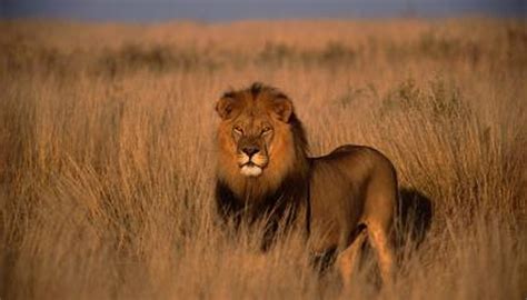 Grassland Biome Facts | Sciencing