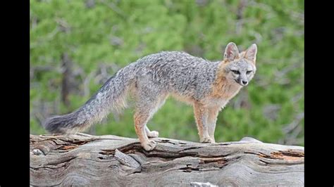 Gray Fox Urocyon Cinereoargenteus Vocalizations In Warren County