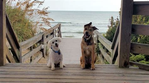 Our Favorite Dog Friendly Obx Destinations Twiddy Blog