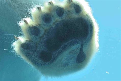 Polar Bear Paw By Luvazoo Via Flickr