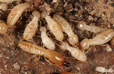 Termite Removal In Portland And Beaverton Or Exterminate Termites Now