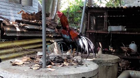 Check spelling or type a new query. Reban Ayam Laga - Perpaduan darah yang disebutkan di atas ...
