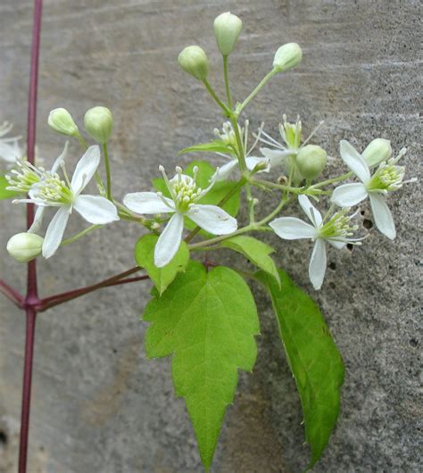Here are all the possible meanings and translations of the. Clematis virginiana | Devils Darning Needles | Virgins ...