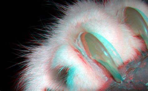 Claw Cat 3d Anaglyph Stereo Redcyan Lumix Gf3h Ft01210 Wim