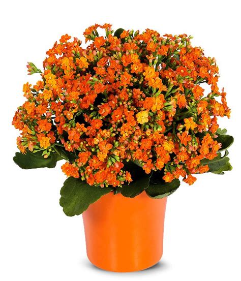 Orange Kalanchoe Plant