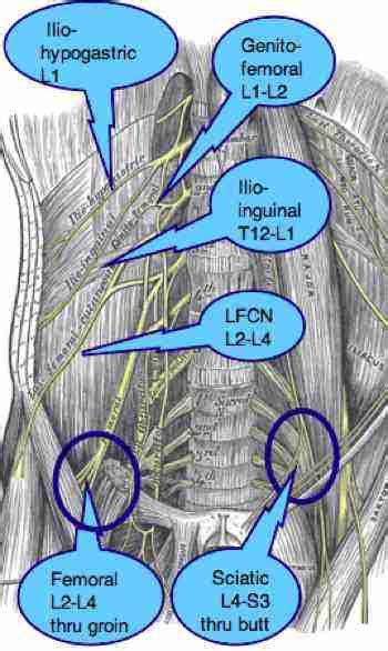 Femoral Nerve And Its Relevance To Chiropractic Practice Is The Topic