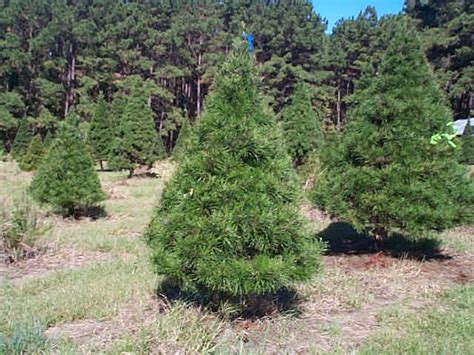 Virginia Pine Christmas Trees