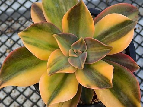 We're starting to get a sweet collection of cresting succulents these days. Graptoveria 'Fred Ives' f. variegata | World of Succulents